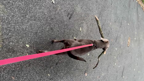 walking on a leash with dog carrying piece of wood