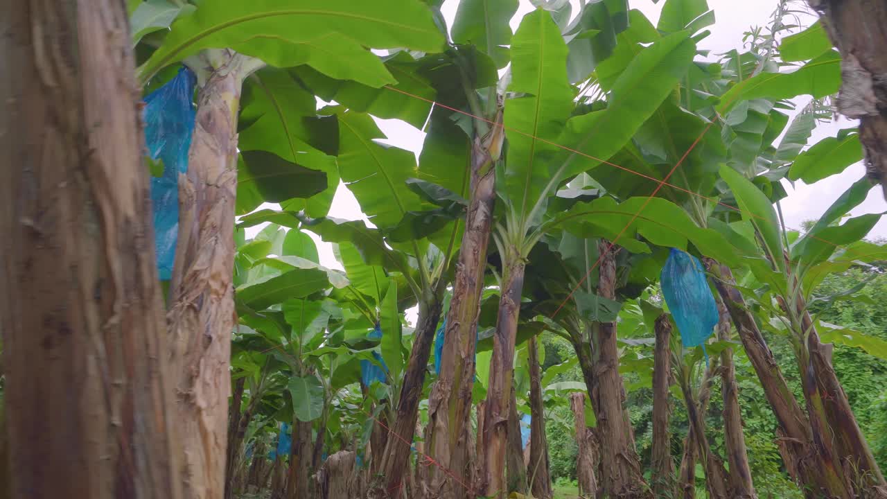 caminando entre árboles de plátano en una plantación, con canastas de frutas verdes protegidas por bolsas de plástico azules, listas para ser llevadas a la planta de procesamiento