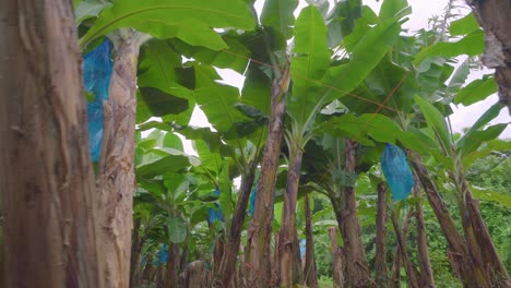 ein spaziergang durch bananenstauden auf einer plantage, mit körben voller grüner früchte, geschützt durch blaue plastiktüten, bereit zum transport zur verarbeitungsanlage