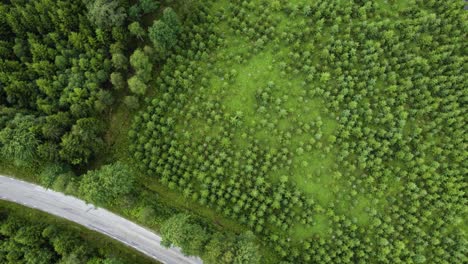 Top-Down-Aerial-View-of-Young-Pine-Trees-in-Sweden,-Agroforestry-scene