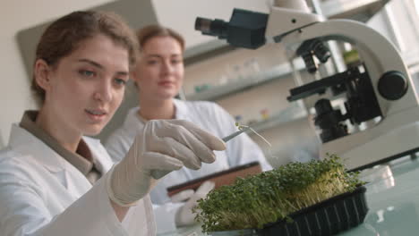 scientists examining microgreens in a laboratory