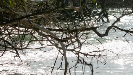 Toma-En-Cámara-Lenta-Estática-Media-De-Olas-Del-Océano-Rompiendo-En-La-Orilla-Del-Bosque-De-Manglares