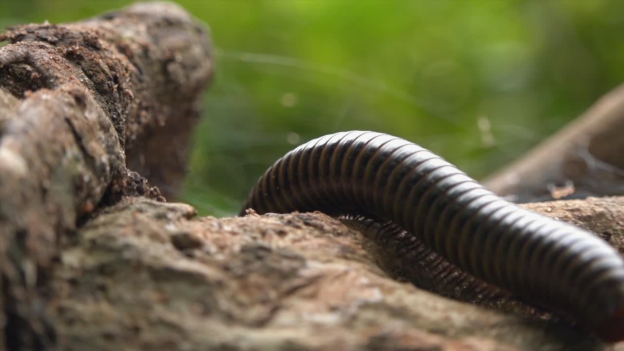 primer plano de un milpiés explorando la rama de un árbol.