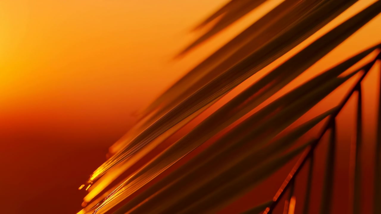 Vista ravvicinata di fronde di palma diagonali stagliate contro un tramonto arancione brillante vicino all'orizzonte. La calda retroilluminazione crea riflessi lucidi e lunghe ombre morbide