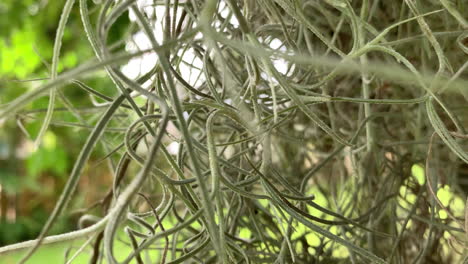 Eine-Langsame-Enthüllung-Von-Weinreben,-Die-An-Einem-Baum-Hängen