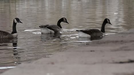 canadian geese in water pecking for food