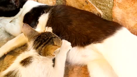 baby cat drinking milk from her mother.