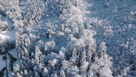 Bosque-En-Invierno-En-Suiza-Desde-Arriba