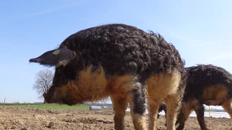 Sweet-pig-with-hairs-yawning-outdoors-in-nature-on-agricultural-field-during-sunny-day