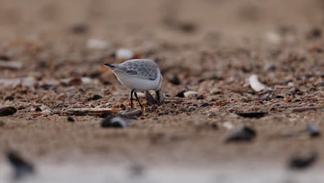 snowy plover on the beach