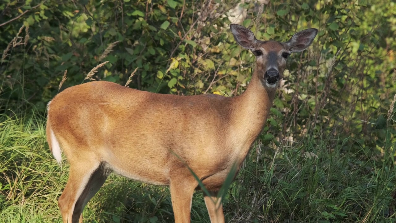 Una cerva dalla coda bianca sta di profilo lungo il bordo erboso di una foresta circondata da una lussureggiante vegetazione verde