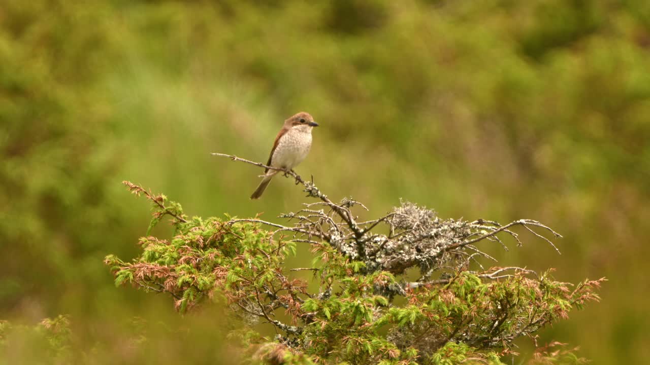 Red backed shrike perched on juniper bush. Bird faces camera, turns head, and takes off with blurred green grass background behind
