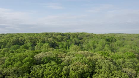 green tree tops in forest under blue cloudy sky aerial