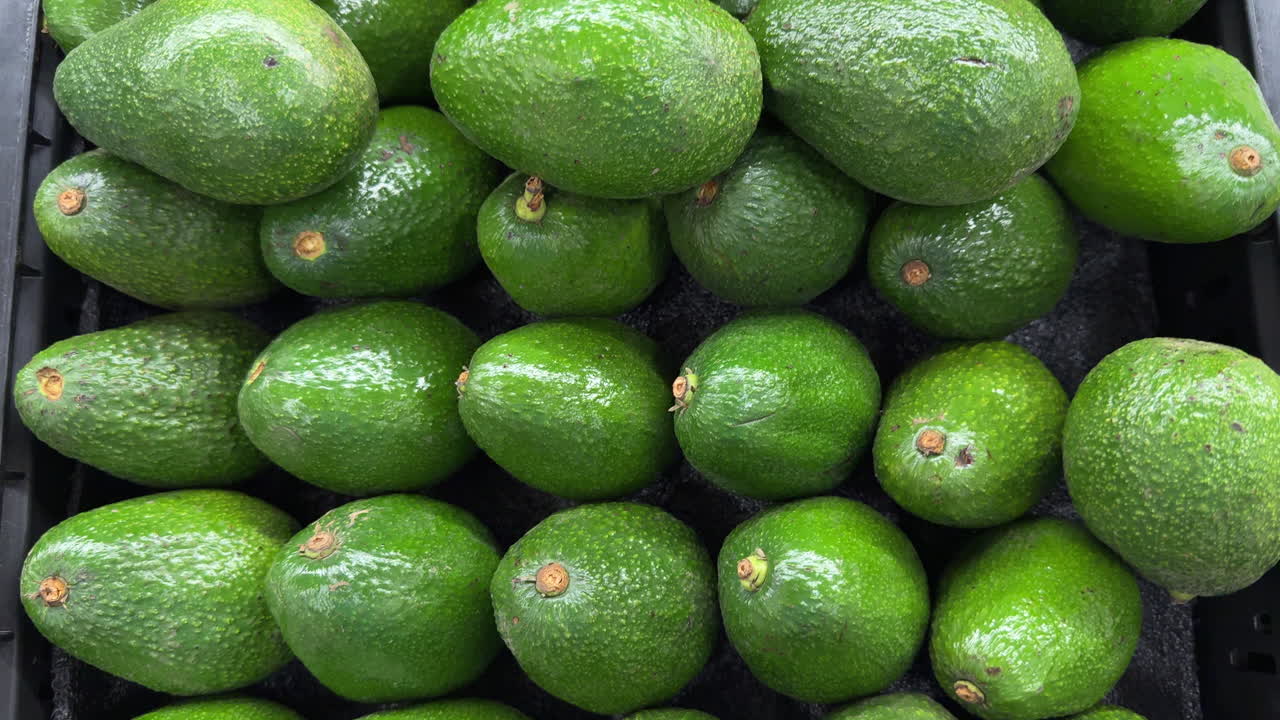Smooth push over glossy green avocados stacked in a grocery bin