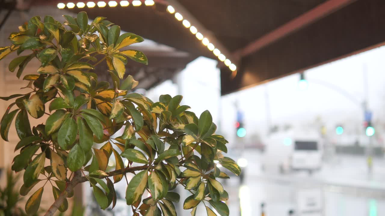 Plant on a Rainy City Street with Traffic and Awning Lights