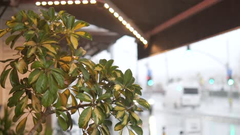 plant on a rainy city street with traffic and awning lights