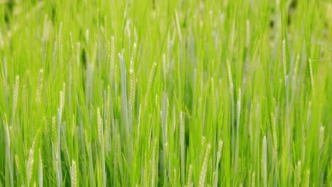 young green ears of barley moving in the wind