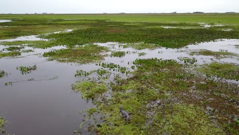 humedales del noreste de argentina disparados con drones