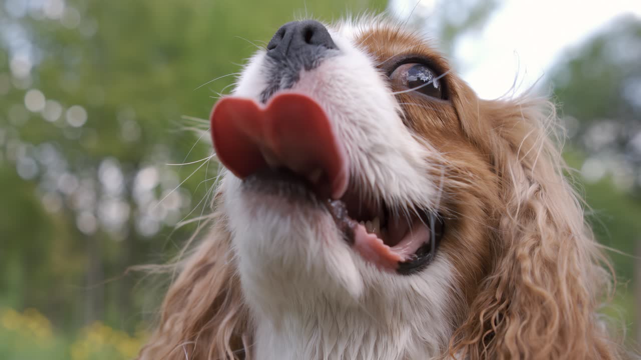 Cavalier King Charles Spaniel. Grabación con cámara superlenta a 1000 FPS