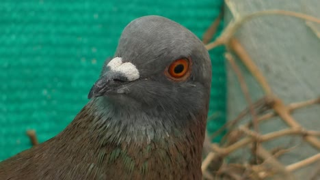 una paloma común o paloma de roca, columba livia, mira fijamente a la cámara