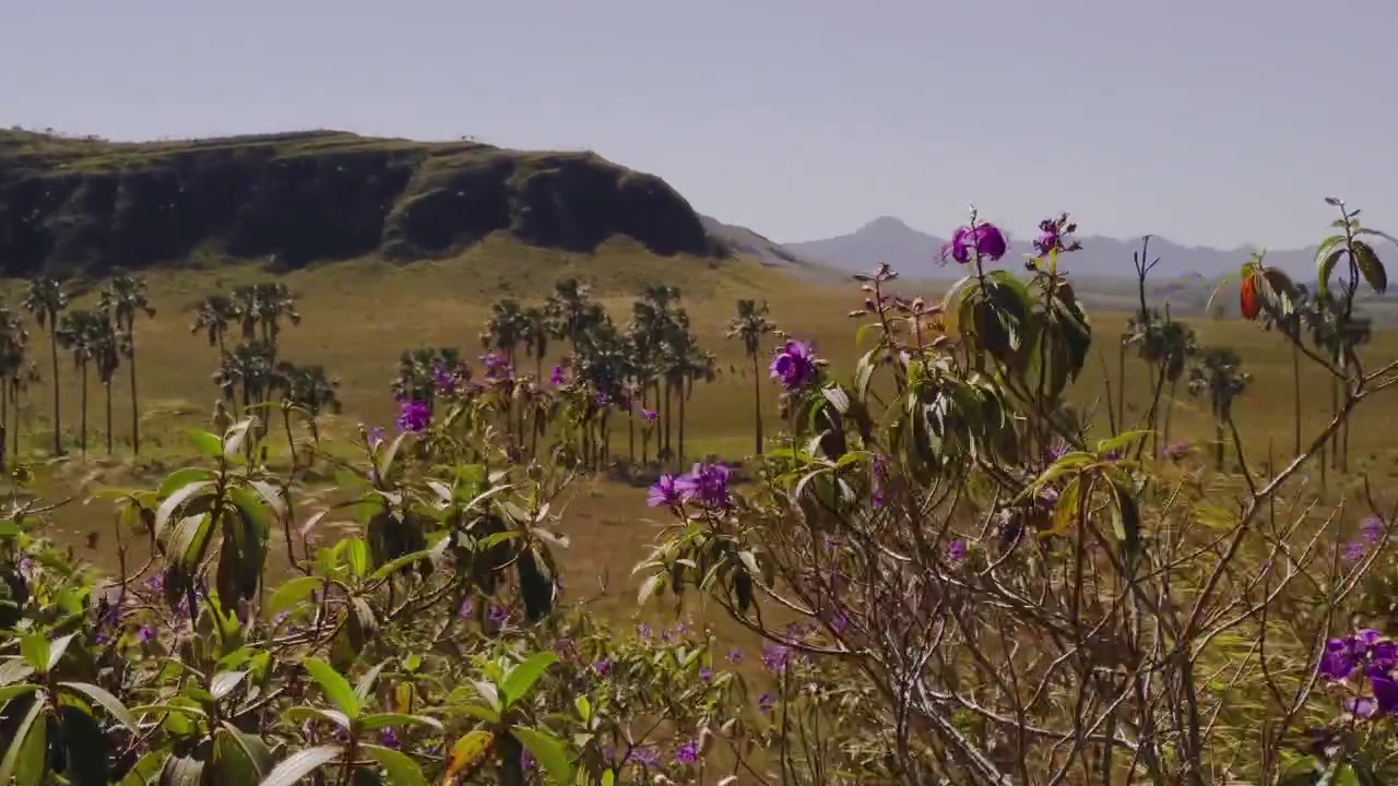 Lila Quaresmeira-Blüten (Tibouchina spp.) wiegen sich im Wind über einem Cerrado-Tal, das mit Buriti-Palmen (Mauritia flexuosa), felsigen Hügeln und einheimischer Savannenvegetation gesprenkelt ist, statische Aufnahme.
