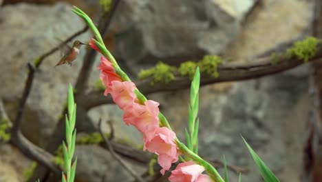 movimiento lento de un colibrí alimentándose de una flor de gladiolo rosa