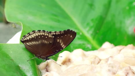 butterflies rash on stack of food and leaves