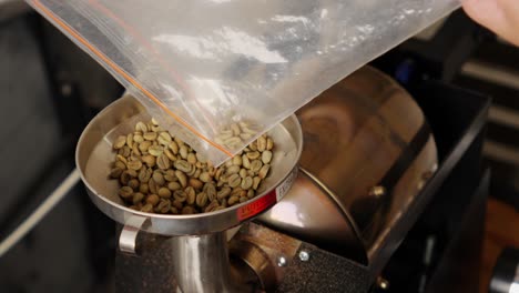 person pouring harvested raw coffee beans into a roasting machine