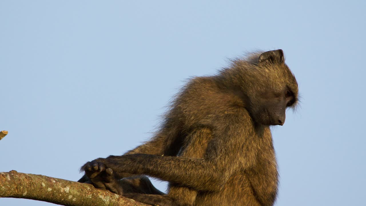 Olive baboon (Papio anubis) sits on a sturdy acacia branch at dawn in a protected Ugandan wildlife reserve scanning golden savannah grass below with attentive gaze under a clear blue morning sky.