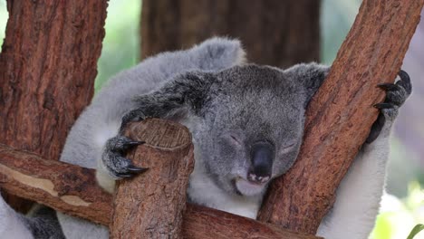 el oso koala agarrando y descansando en el eucalipto