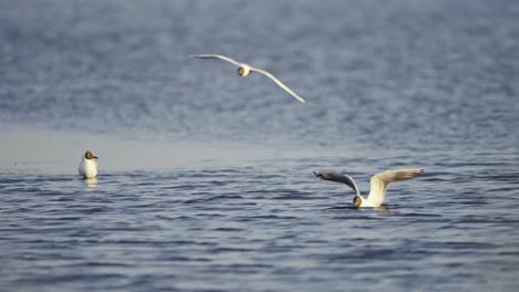 gaviota de cabeza negra con pescado en la boca, volando, aterrizando en el lago, despegando y volando a tierra, de cerca, seguir el disparo, cámara lenta