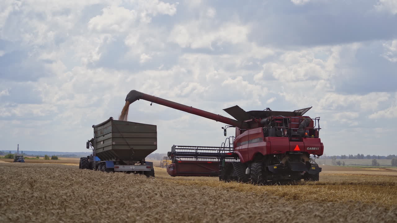 Machine loading seeds in trailer. Combine harvester pouring in tractor trailer with grain during harvesting