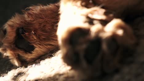 hairy dog paws closeup lying asleep in morning sunlight from living room window focus shift