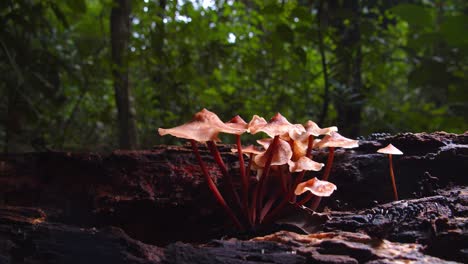 enchanted by the rainforest, magic mushrooms bloom on rotting wood in peru’s amazon wilderness.