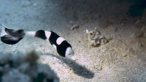 Junger-Harlekinfisch,-Der-Statisch-Gegen-Die-Strömung-Schwimmt