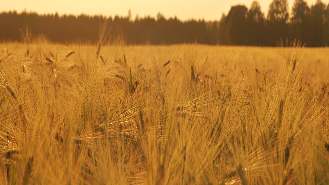 ячменный закат играет с солнечным светом