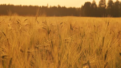 barley sunset played with sunlight