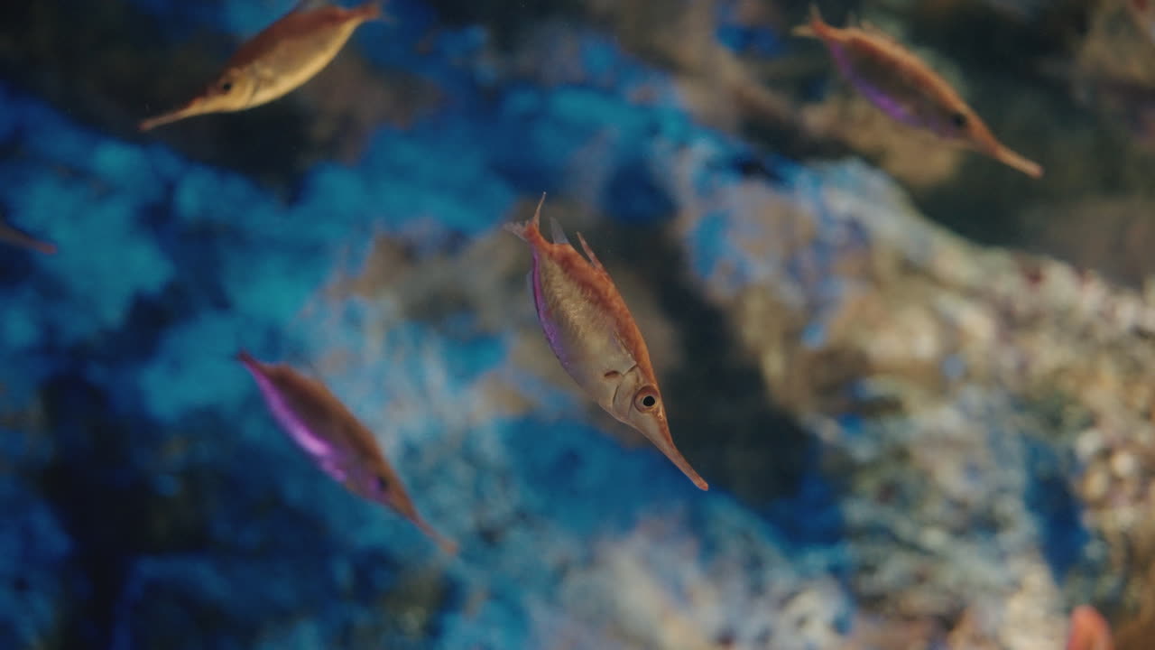 일본 센다이의 우미노모리 수족관에서 수영하는 작은 오렌지 벨로피쉬