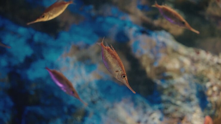 Little orange Bellowfish swimming at the Uminomori Aquarium in Sendai, Japan -Close up