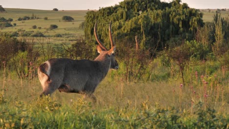 Male-Waterbuck-Slowly-Wandering-in-South-African-Savanna-at-Sunset-Golden-Hour