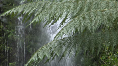 Los-Helechos-Crecen-En-Un-Bosque-Lluvioso-Con-Una-Cascada-En-El-Fondo