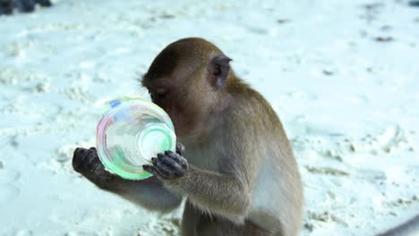 mono masticando una taza de plástico en la playa de arena blanca en la isla de phi phi, tailandia