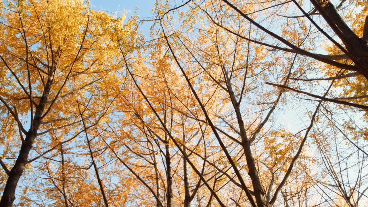 Ginkgo biloba leaves in yellow natural landscape in Japan