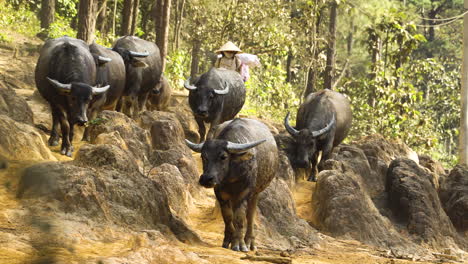 Vietnamesische-Frau-Mit-Einer-Herde-Von-Büffeln,-Die-In-Dichten-Kiefernwäldern-In-Vietnam-Spazieren