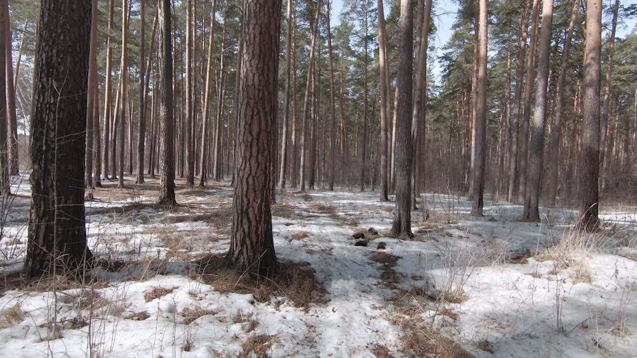 Luminen kevätmetsä