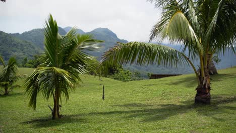 Young-Palm-Trees-On-Green-Meadows-With-Dense-Forest-Mountains-At-Mt