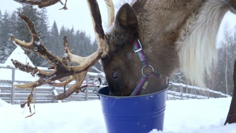 close shot of a reindeer eating from a bucket in a farm of norway while snowing