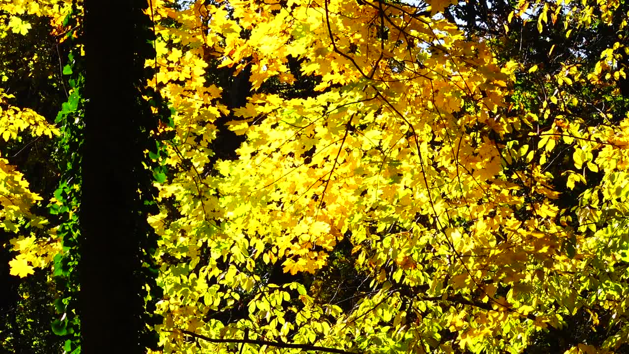 10月の紅葉した木々