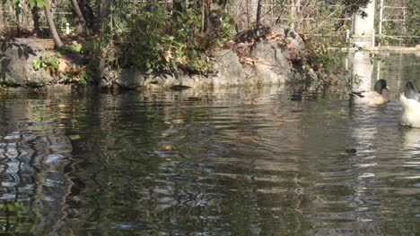 Three-ducks-swimming-in-a-pond-of-a-park