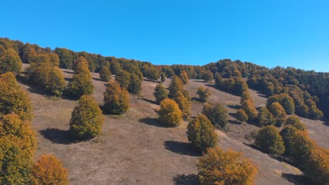 autumn trees growing on mountain slope near camping area on a sunny day